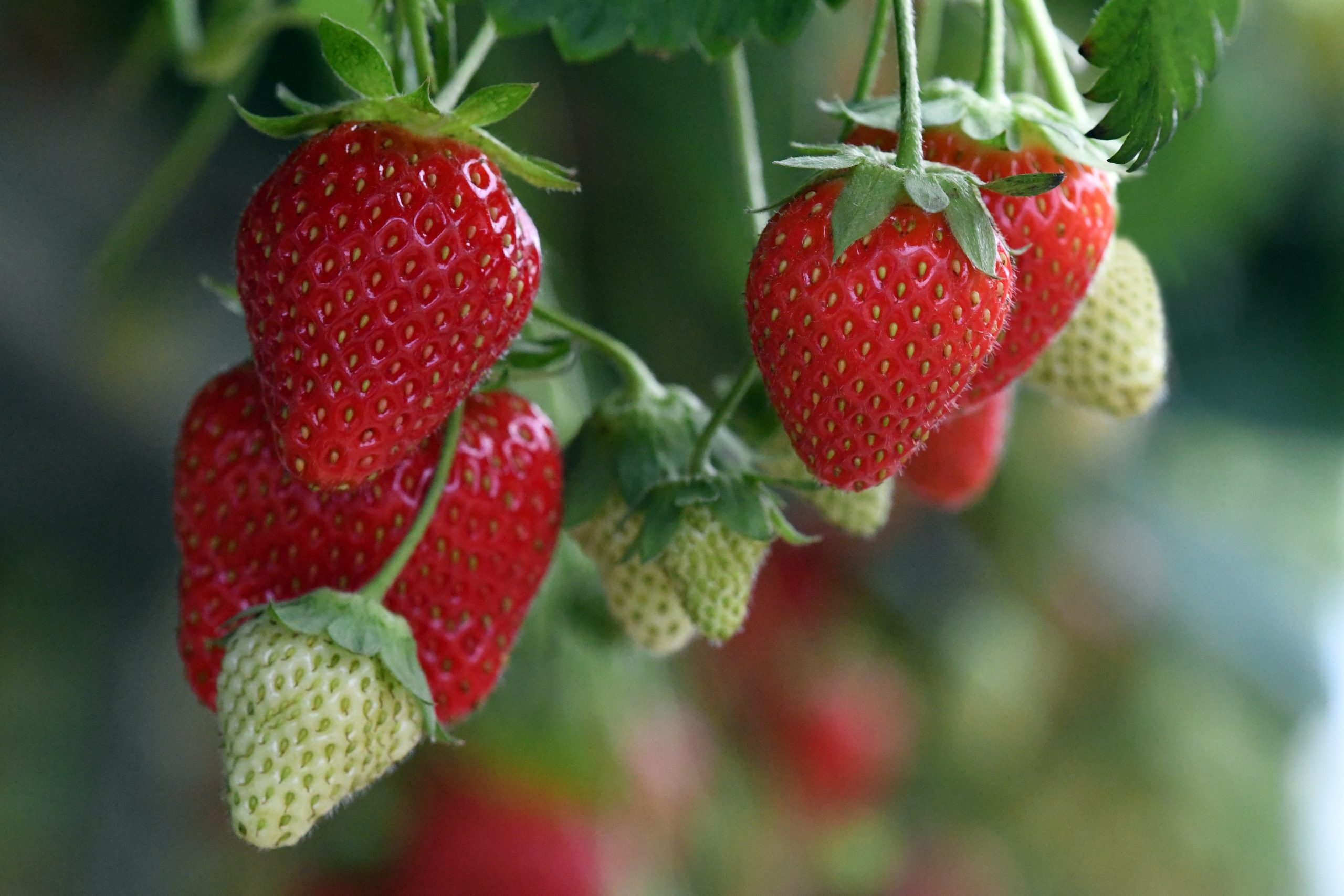 Taking Flight to Boost Strawberry Crop using IoT and Computer Vision ...